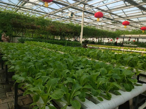 冰雪映綠意，冬藏春耕新篇章——第十二屆吉林長春冬季農博會盛大開幕