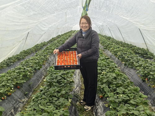 安徽明光 打好農(nóng)業(yè)“特色牌”，走出產(chǎn)業(yè)興旺新路徑