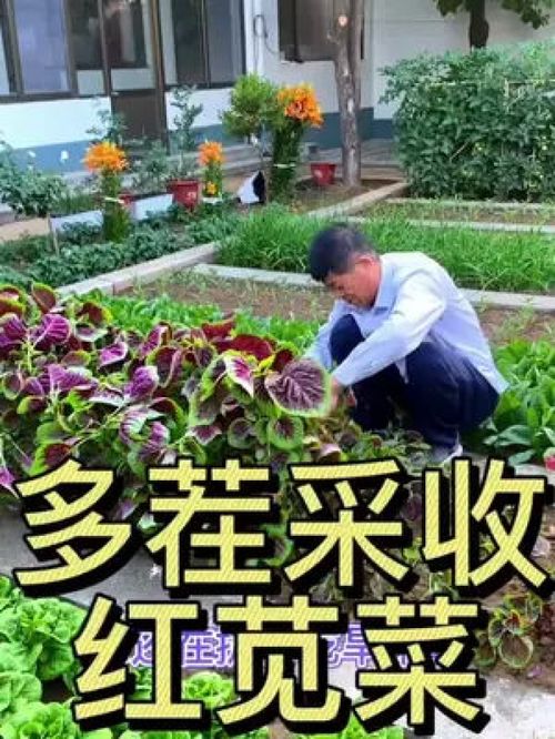 多茬采收的莧菜 優(yōu)質(zhì)農(nóng)產(chǎn)品種植正當(dāng)時(shí)，助力鄉(xiāng)村振興