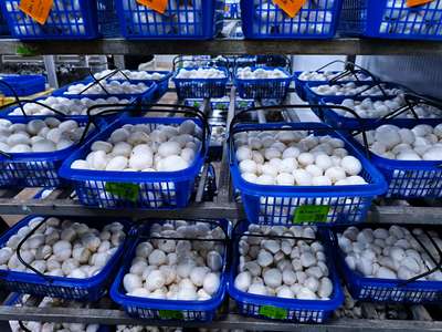 農(nóng)產(chǎn)品種植 科技賦能，綠色發(fā)展的新篇章